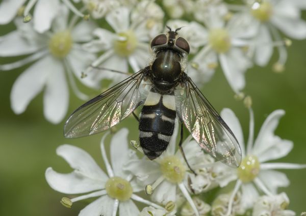 Leucozona laternaria