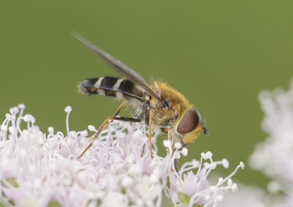 Leucozona glaucia