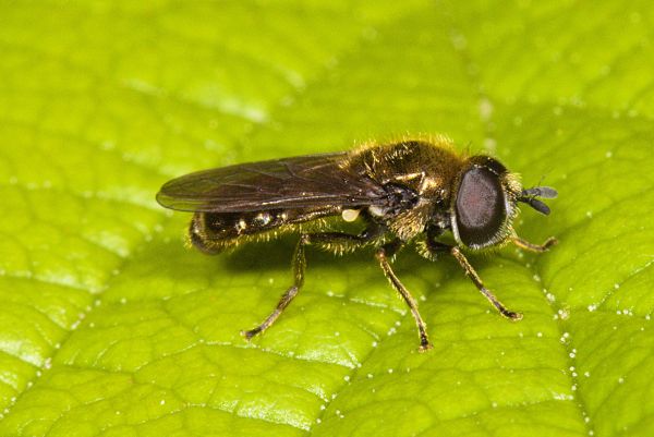 Pipizella virens