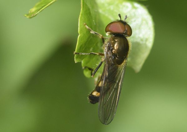 Platycheirus splendidus