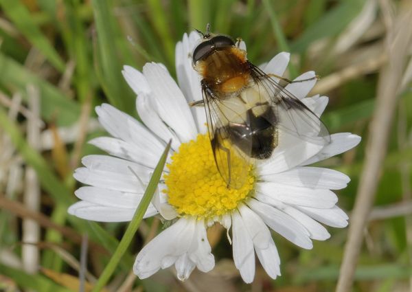Leucozona lucorum