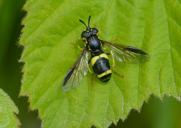 Chrysotoxum bicinctum