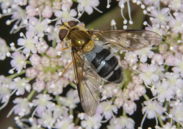 Leucozona glaucia