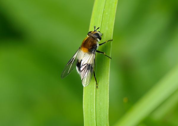 Leucozona lucorum