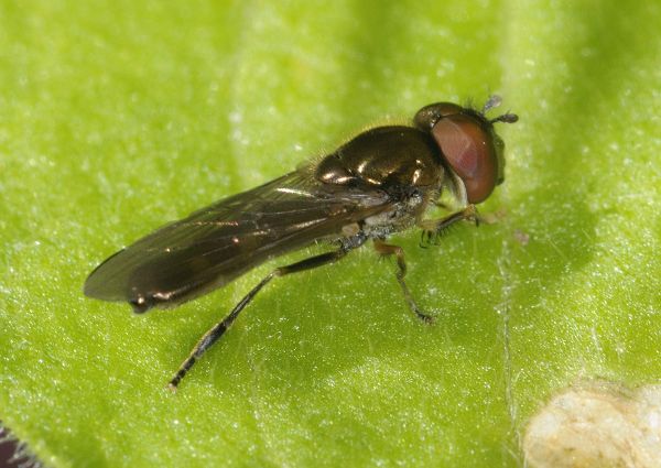 Platycheirus splendidus