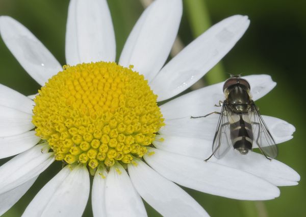 Leucozona laternaria