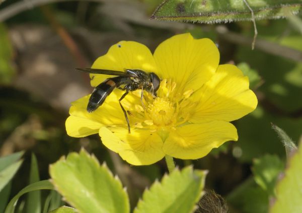 Platycheirus rosarum