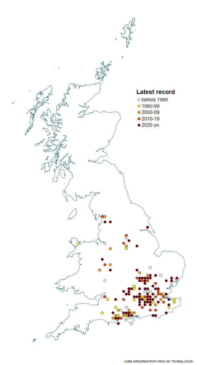 Distribution map for Meligramma euchromum