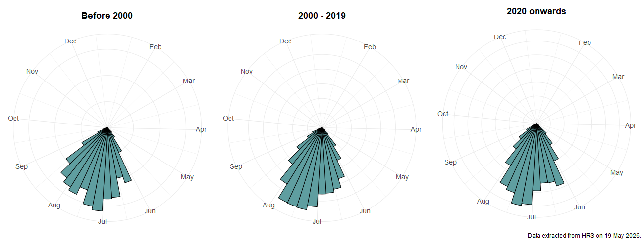 Phenology plots for Chrysogaster solstitialis