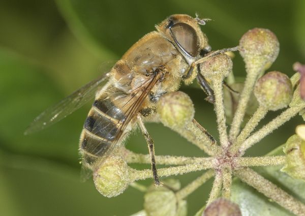 Eristalis similis