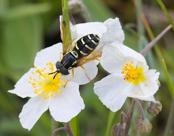 Chrysotoxum festivum