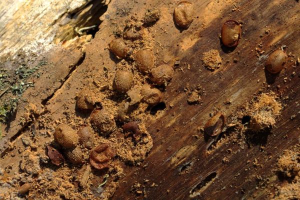 Microdon analis pupae cluster