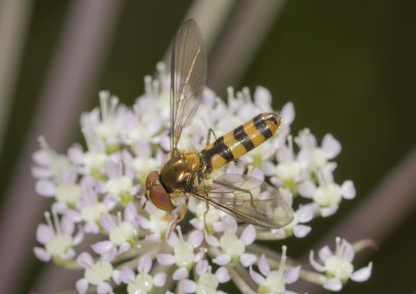 Meliscaeva cinctella