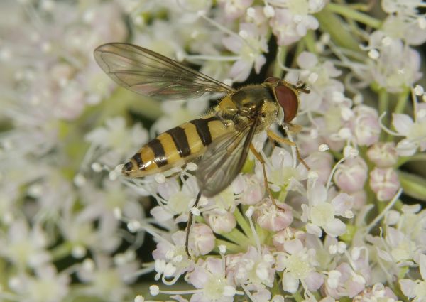Meliscaeva cinctella