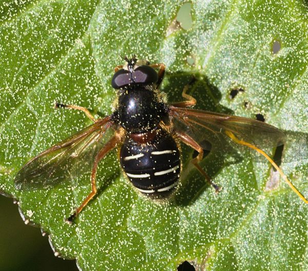 Sericomyia lappona