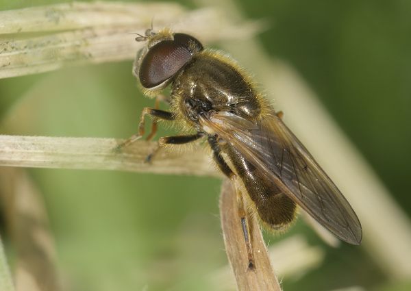 Cheilosia albipila