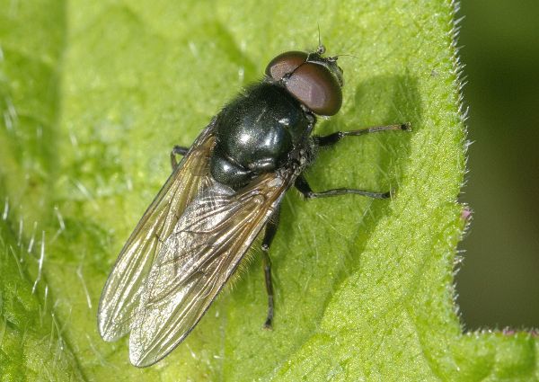 Cheilosia albitarsis