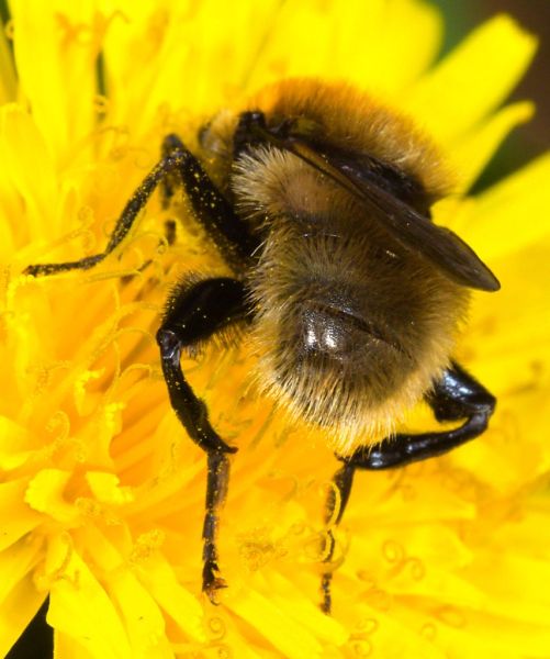 Merodon equestris showing flange on hind femur
