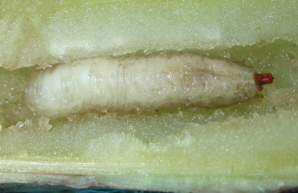 Cheilosia albipila larva in Marsh Thistle stem