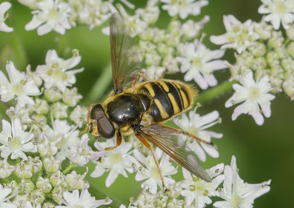 Sericomyia silentis
