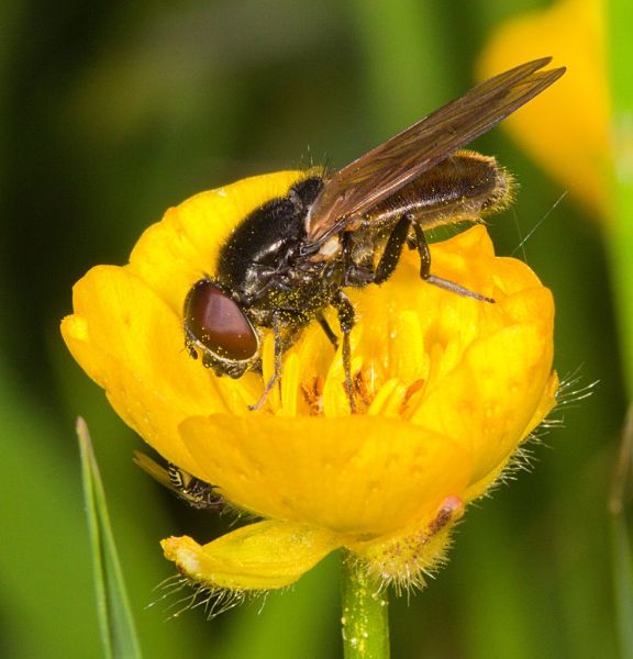 Cheilosia albitarsis
