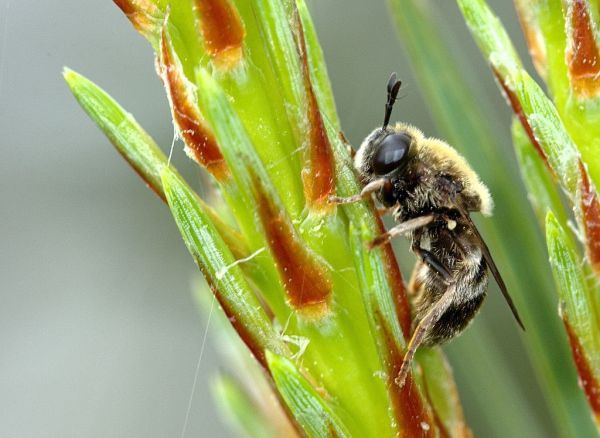 Microdon analis Loch Morlich