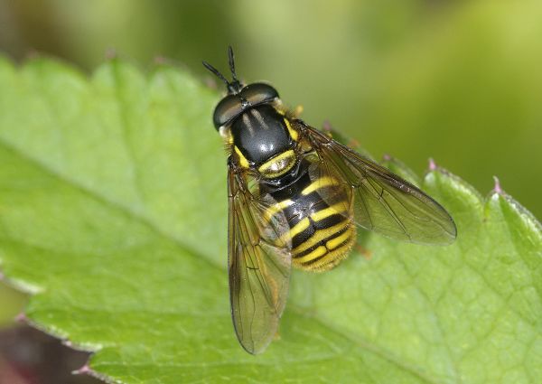 Chrysotoxum arcuatum