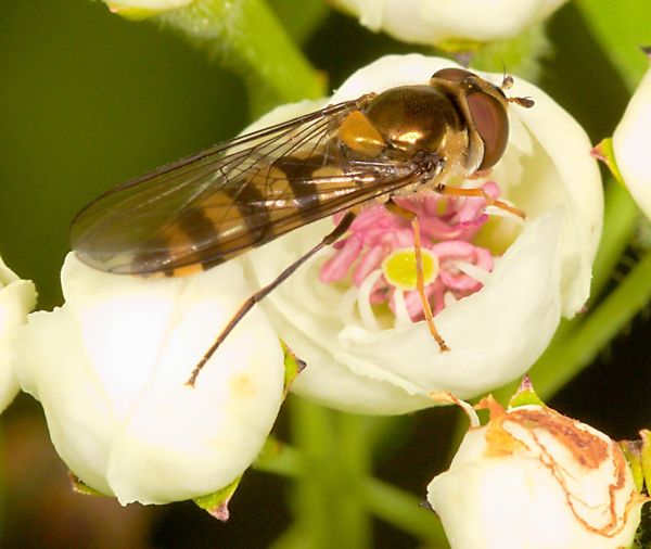 Meliscaeva cinctella female
