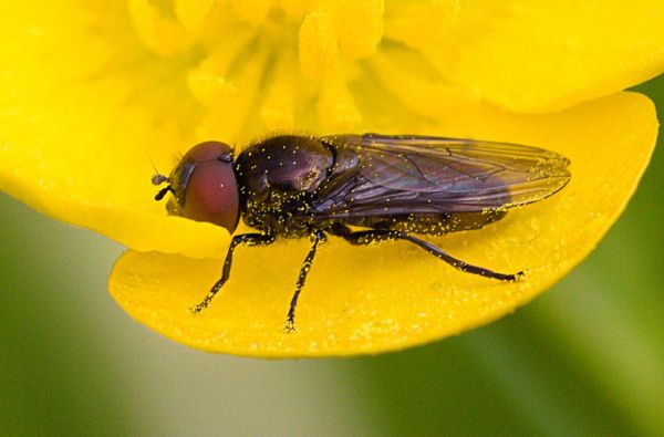 Melanogaster hirtella male