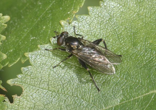 Chalcosyrphus nemorum