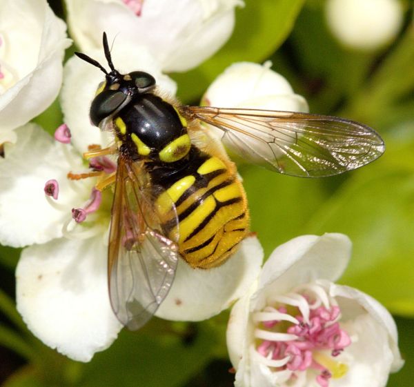 Chrysotoxum arcuatum