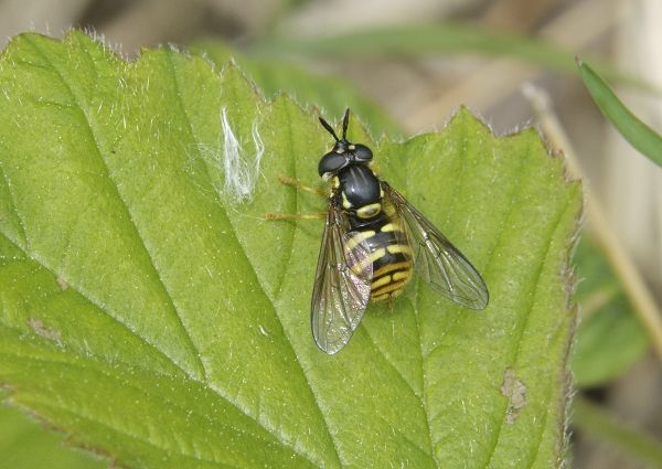 Chrysotoxum arcuatum