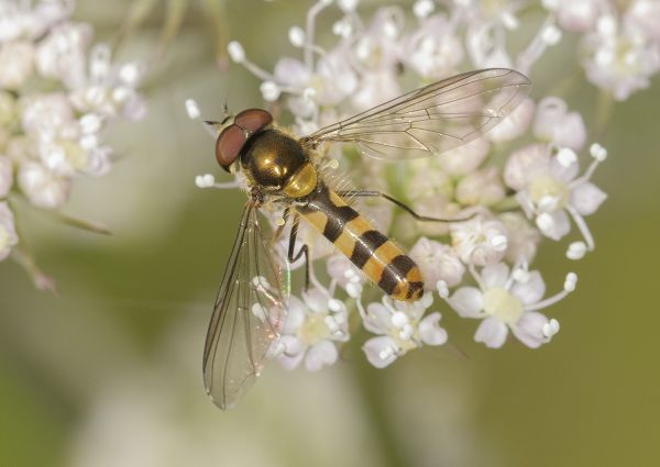 Meliscaeva cinctella