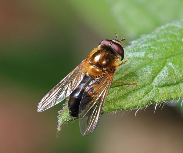 Epistrophe eligans male garden 20200414
