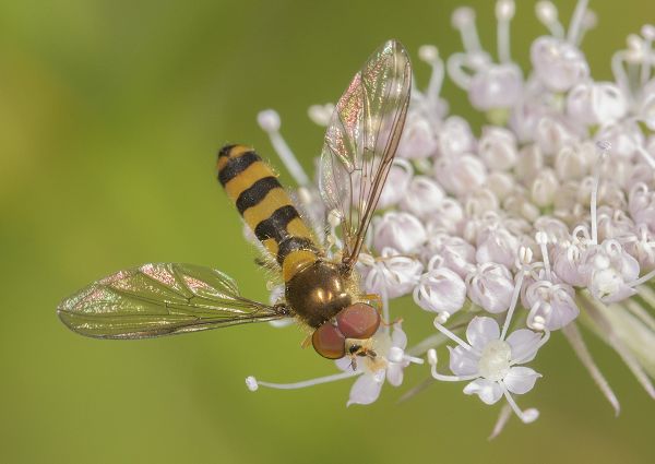 Meliscaeva cinctella