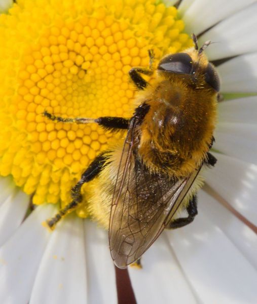Merodon equestris female Oxeye Daisy