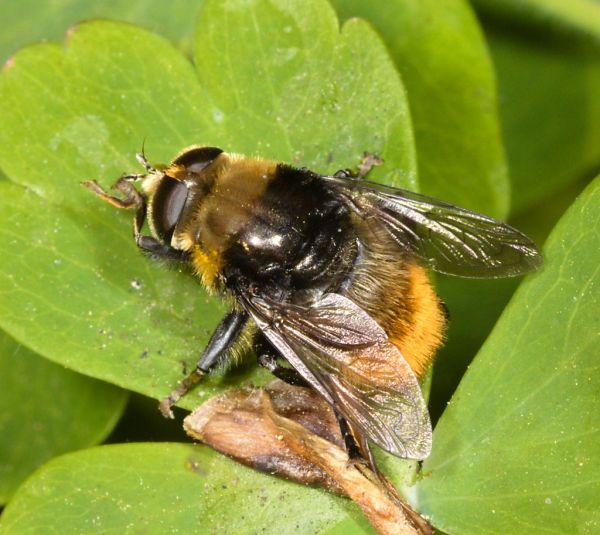 Merodon equestris female
