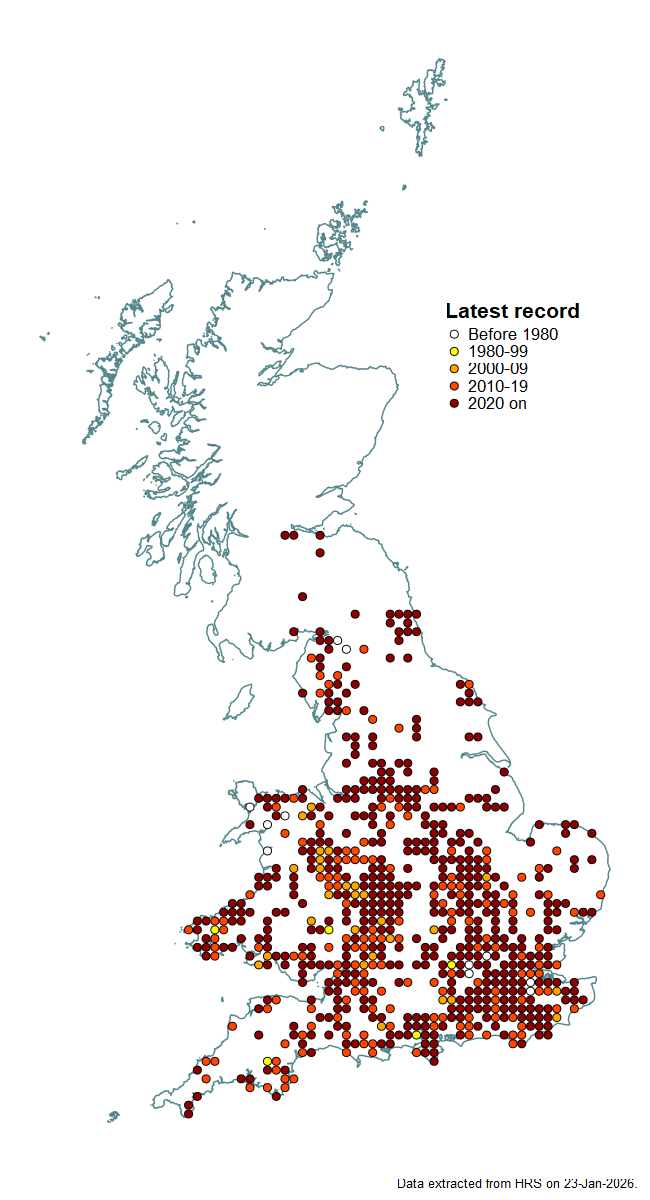 Distribution map for Rhingia rostrata